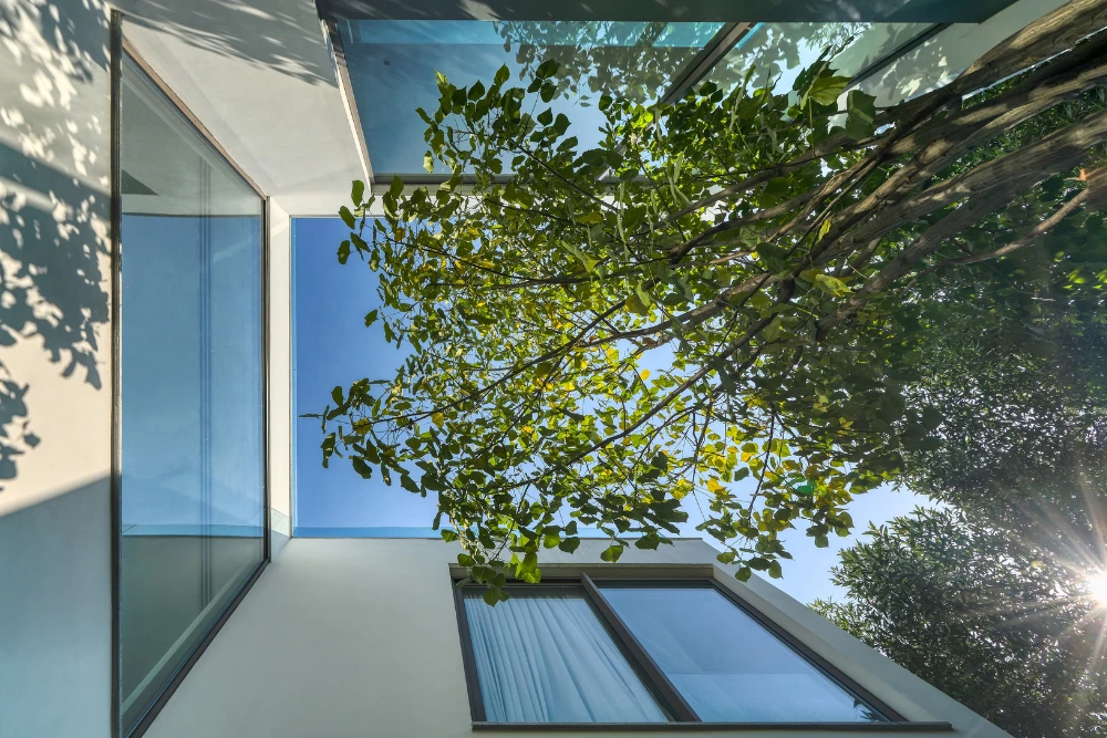 Looking up at a tree through a glass courtyard